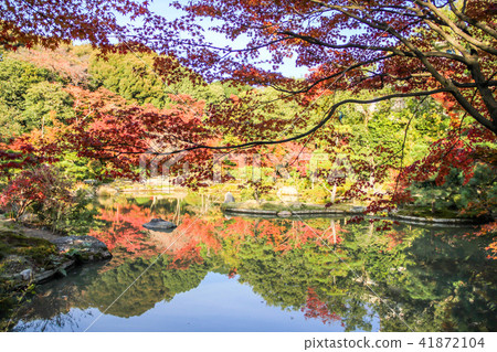 傳說Gojoin·Jodo型花園，秋葉映在池塘與兩層山 41872104