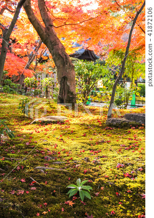 州長議院，在青苔地板上的秋葉 41872106