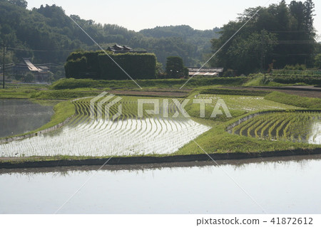Rice Planting 201801 41872612