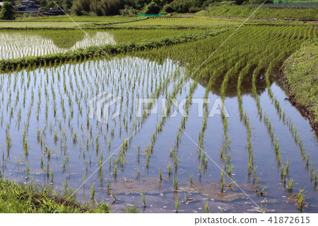 Rice Planting 201804 Rice Planting 201804 41872615