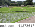 Rice Planting 201806 41872617