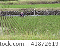 Rice Planting 201808 41872619