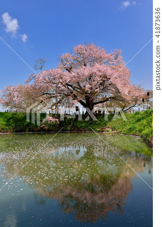 One cherry tree of Asai 41873636