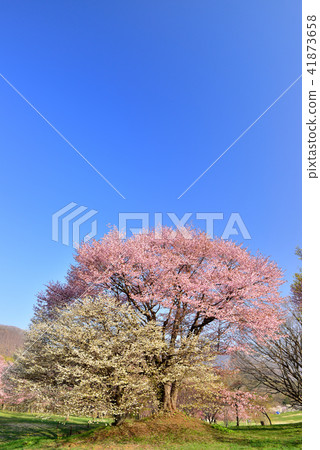 Oimachi櫻花在岩手縣的森林裡 41873658