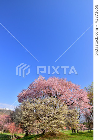 Oimachi櫻花在岩手縣的森林裡 41873659