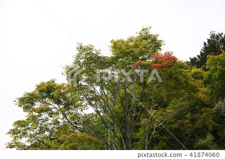 Forest and sky 41874060