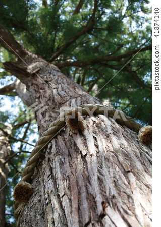 聖樹 聖樹 41874140