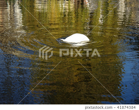 英國水鳥天鵝水池塘湖 英國水鳥天鵝水池塘湖 41874384