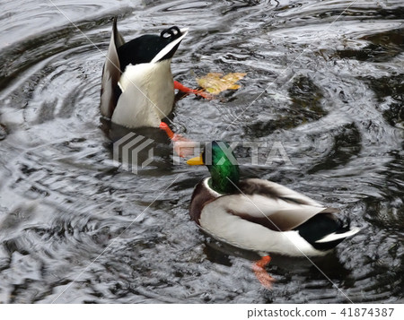 UK Waterfowl Makamo Water Pond Lake UK Waterfowl Makamo Water Pond Lake 41874387