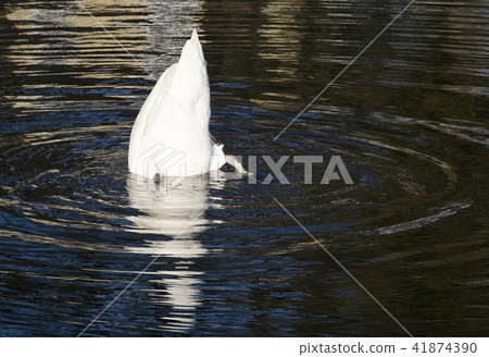UK waterfowl swan water pond lake 41874390