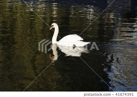 UK waterfowl swan water pond lake 41874391