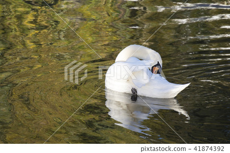 UK waterfowl swan water pond lake UK waterfowl swan water pond lake 41874392