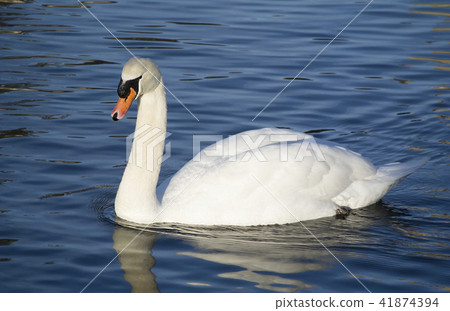 UK waterfowl swan water pond lake UK waterfowl swan water pond lake 41874394