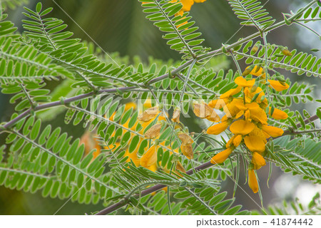 Sesbania Flower Sesbania Flower 41874442