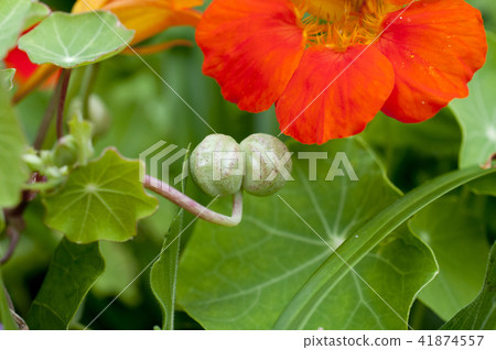 北藍鰭金槍魚的種子 41874557