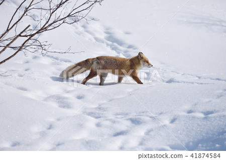 Snow and Kita fox (Hokkaido) 41874584