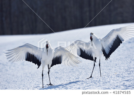 Cranes dancing with two (Hokkaido, Tsurui) 41874585