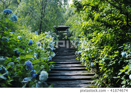 Meigetsuin Hydrangea Hydrangea Meigetsuin temple 41874674