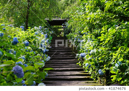 Meigetsuin Hydrangea Hydrangea Meigetsuin temple 41874676