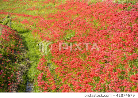 Cluster amaryllis 41874679