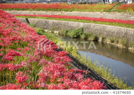 Cluster amaryllis Cluster amaryllis 41874680