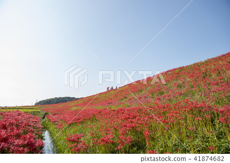 Cluster amaryllis 41874682