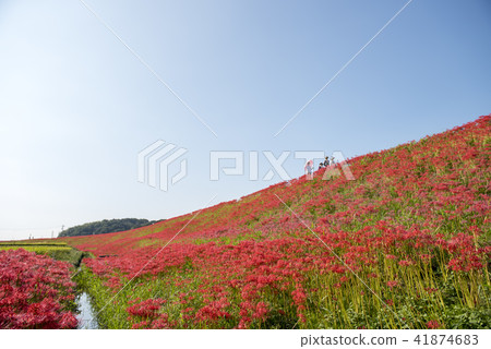 Cluster amaryllis 41874683