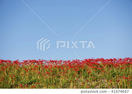 Cluster amaryllis 41874687