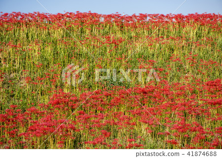 Cluster amaryllis 41874688