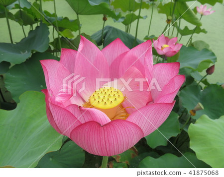 Minami-Echizen-cho霍爾公園的花 41875068