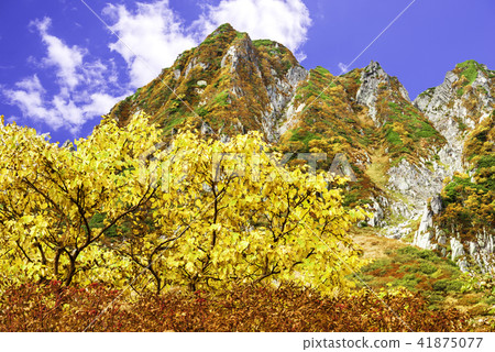 Autumn leaves of Senjojiki Karl 41875077