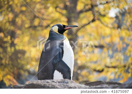 Penguin Penguin 41875097