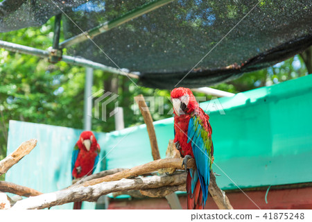 Scarlet macaw Scarlet macaw 41875248