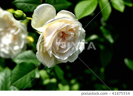 山下公園玫瑰園 山下公園玫瑰園 41875554