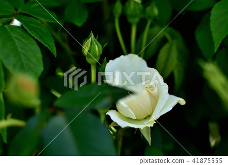 山下公園玫瑰園 山下公園玫瑰園 41875555