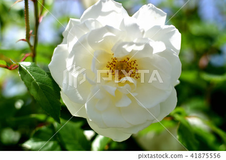 山下公園玫瑰園 41875556