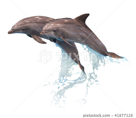 Grey dolphins isolated Grey dolphins isolated 41877128