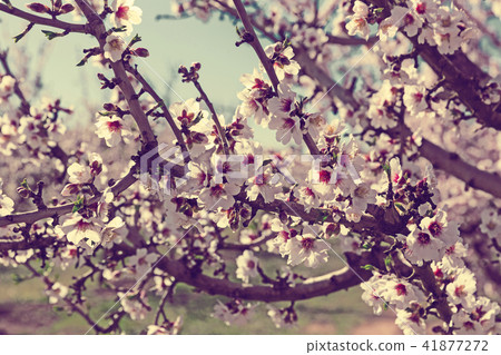 White plum flowers White plum flowers 41877272