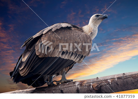 Griffon vulture against sunset sky 41877359