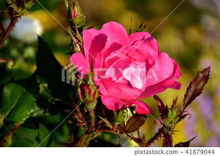 Yamashita Park Rose Garden 41879044