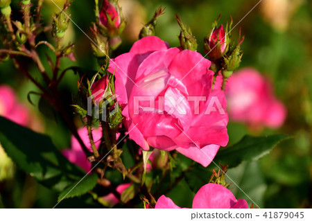 山下公園玫瑰園 41879045