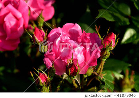 Yamashita Park Rose Garden 41879046