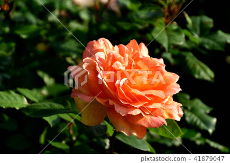 Yamashita Park Rose Garden Yamashita Park Rose Garden 41879047