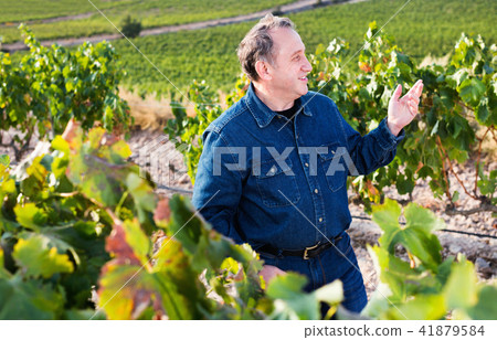 Mature man gathers grapes on vineyard 41879584