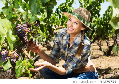 Woman working on winery yard 41879754