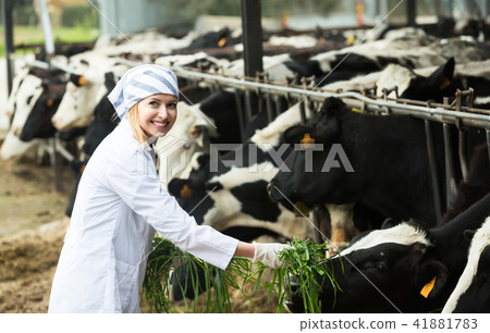 Female employee in cowhouse outdoors. Female employee in cowhouse outdoors. 41881783
