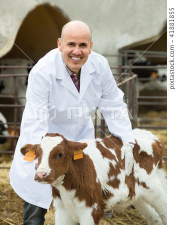 veterinary technician taking care of calves veterinary technician taking care of calves 41881855