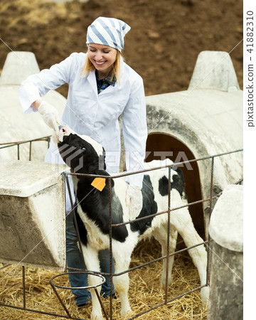 Female employee posing with young cattle Female employee posing with young cattle 41882310