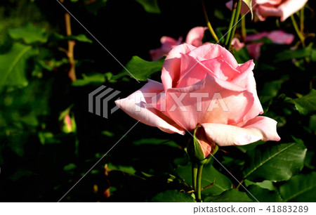 Yamashita Park Rose Garden 41883289