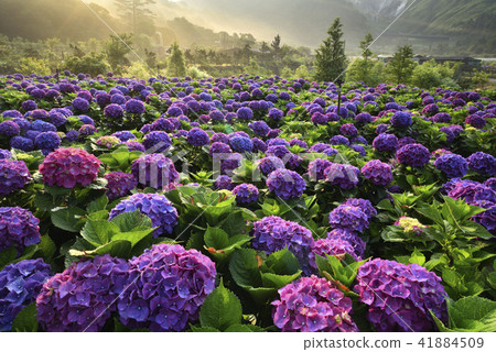 陽明山繡球花 花 多彩 陽明山繡球花 花 多彩 41884509